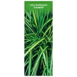 carex-hochijoensis-evergold-1