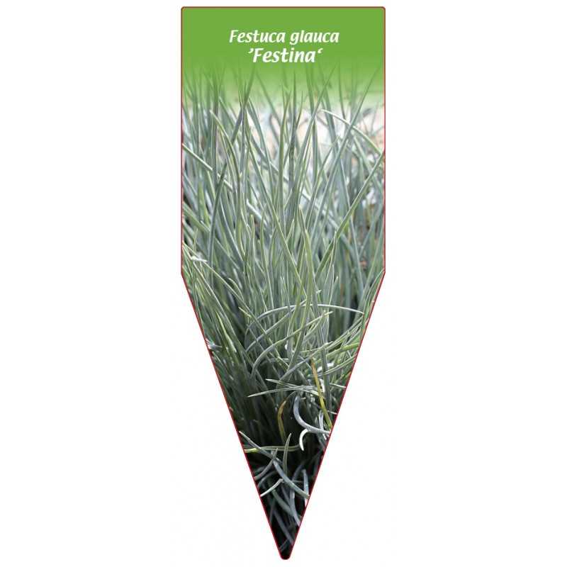 festuca-glauca-festina-1