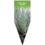 festuca-glauca-festina-1