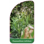 chasmanthium-latifolium1