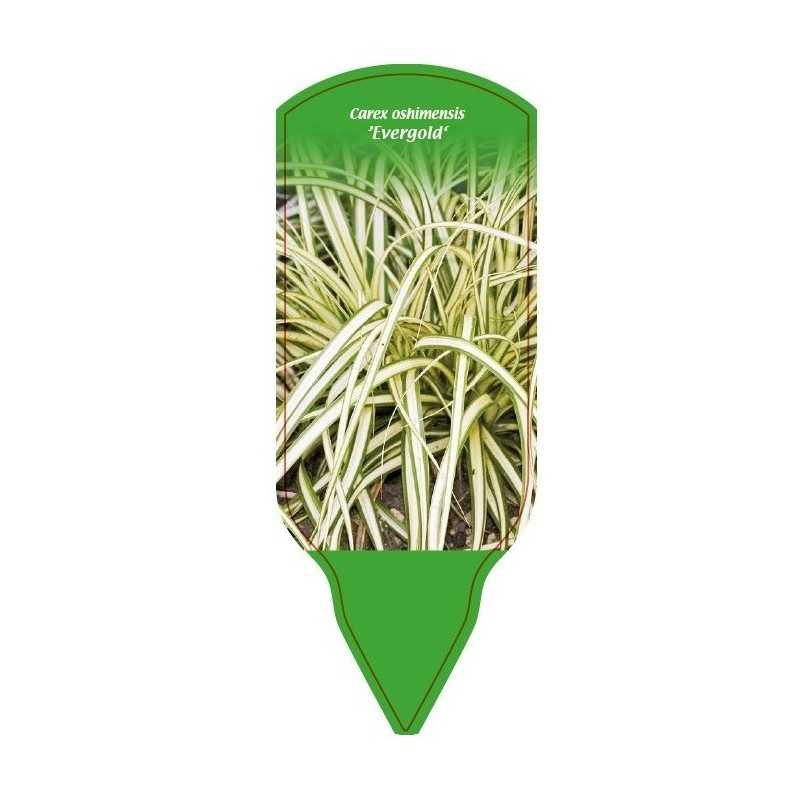 carex-oshimensis-evergold-1