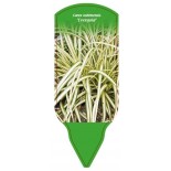 carex-oshimensis-evergold-1