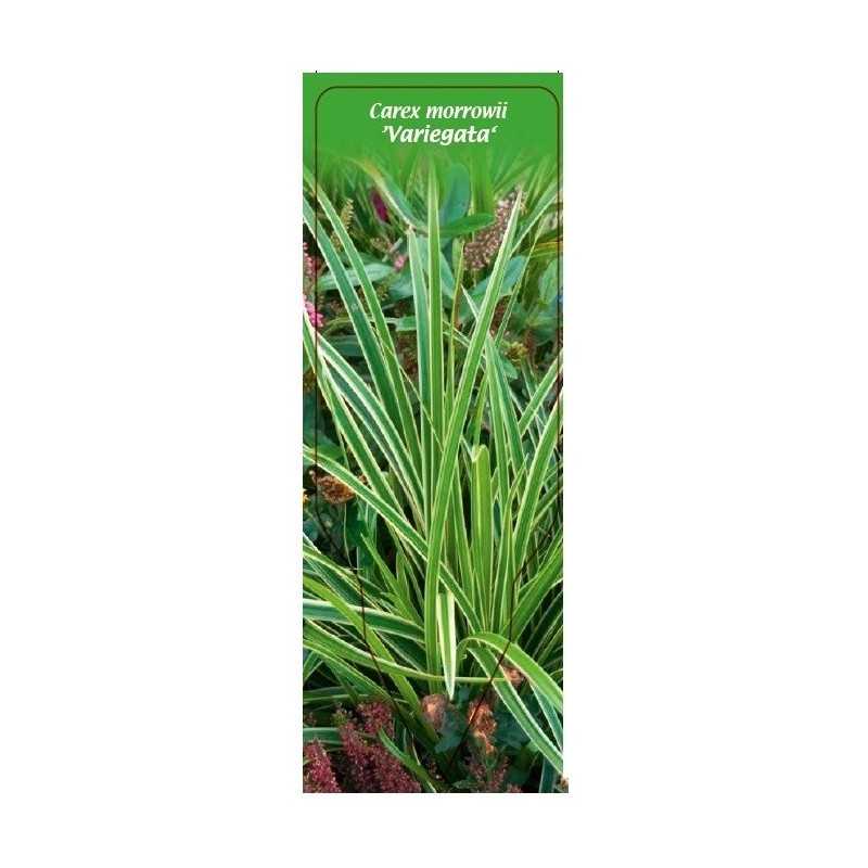 carex-morrowii-variegata-1