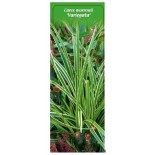 carex-morrowii-variegata-1