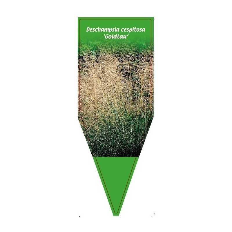 deschampsia-cespitosa-goldtau-1