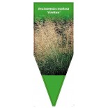 deschampsia-cespitosa-goldtau-1