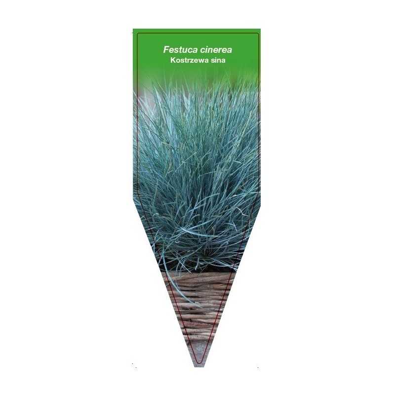 festuca-cinerea1