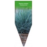 festuca-cinerea1