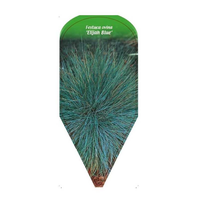 festuca-ovina-elijah-blue-b1