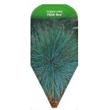 festuca-ovina-elijah-blue-b1