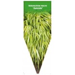 hakonechloa-macra-aureola-1