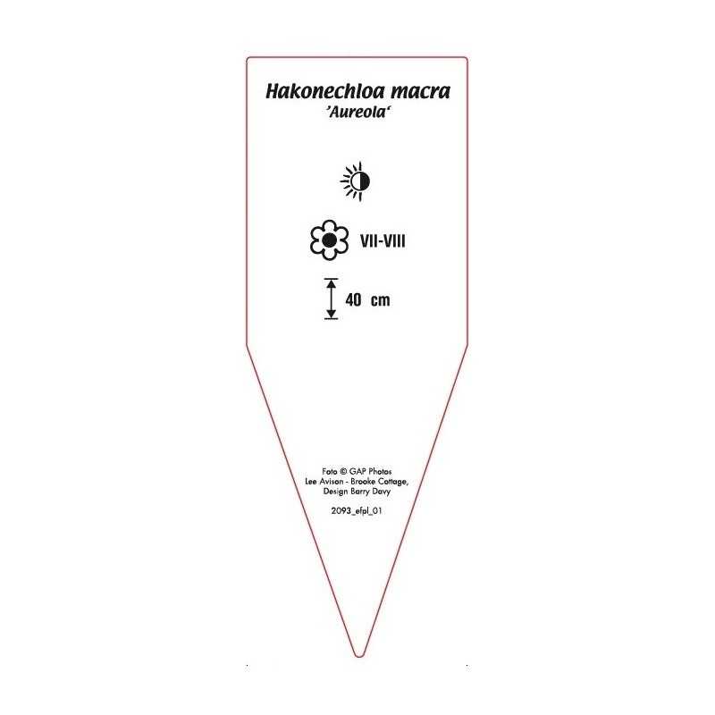 hakonechloa-macra-aureola-0