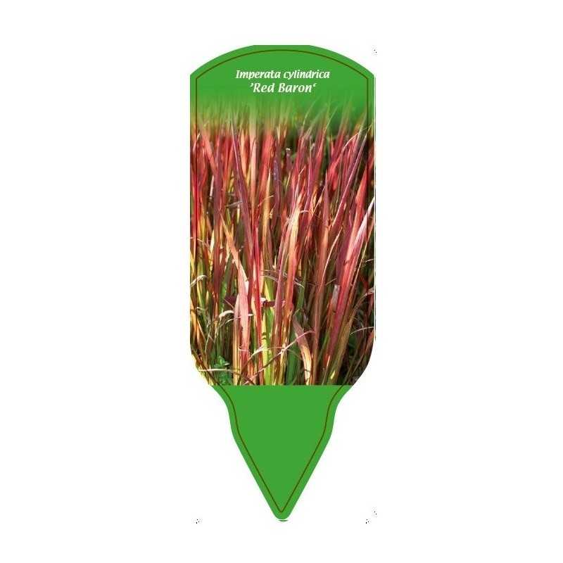 imperata-cylindrica-red-baron-1