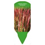 imperata-cylindrica-red-baron-1