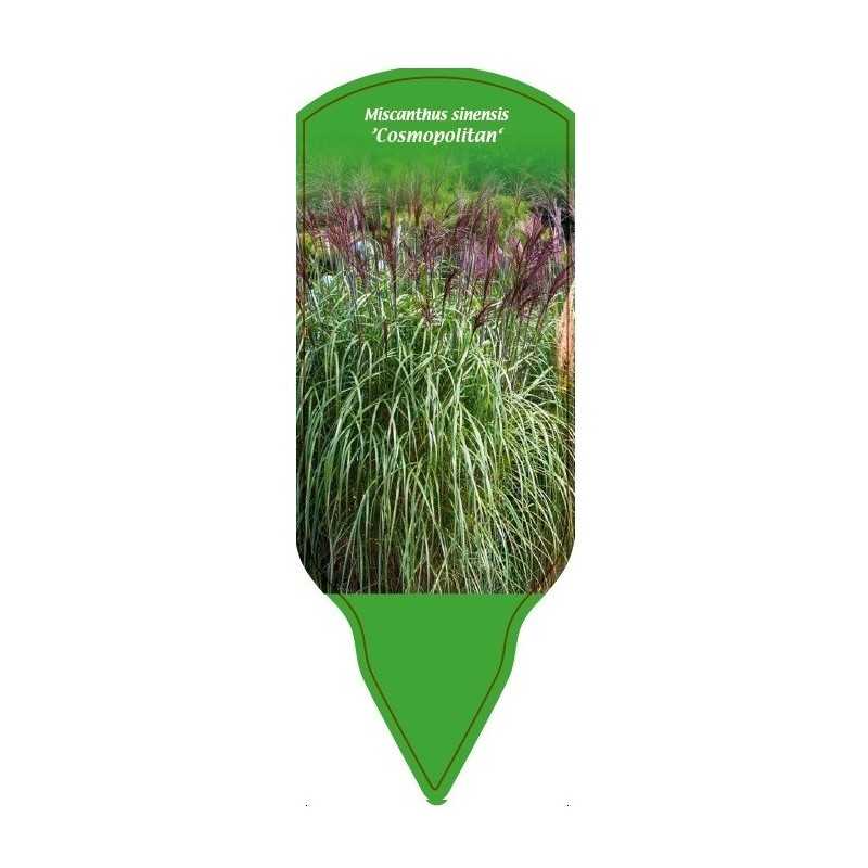 miscanthus-sinensis-cosmopolitan-b1