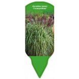 miscanthus-sinensis-cosmopolitan-b1