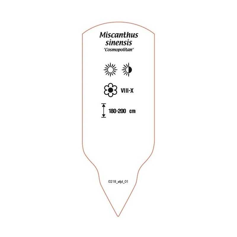 miscanthus-sinensis-cosmopolitan-b0