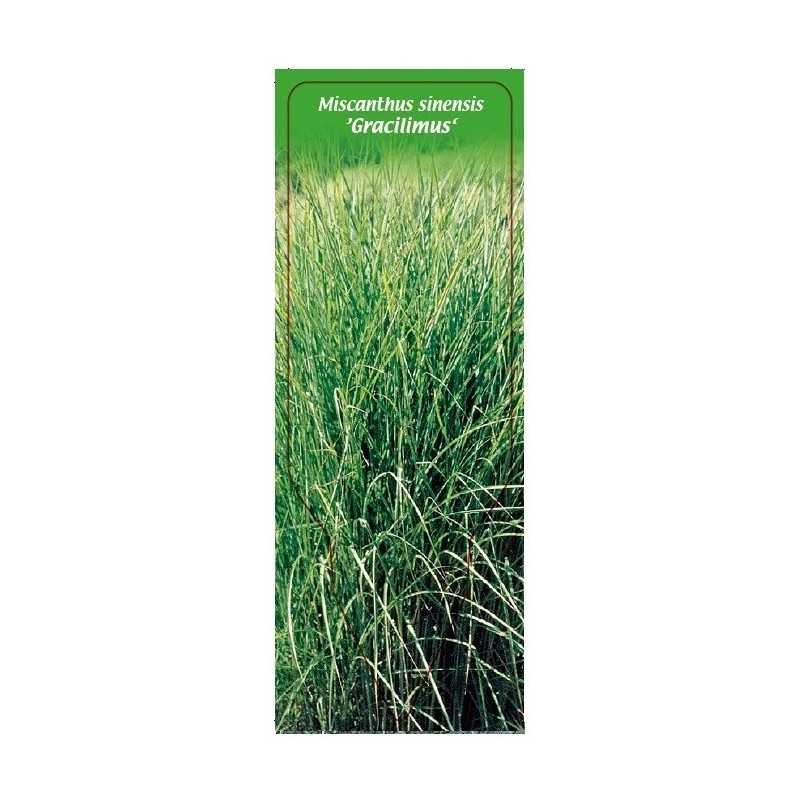 miscanthus-sinensis-gracilimus-b1