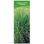 miscanthus-sinensis-gracilimus-b1