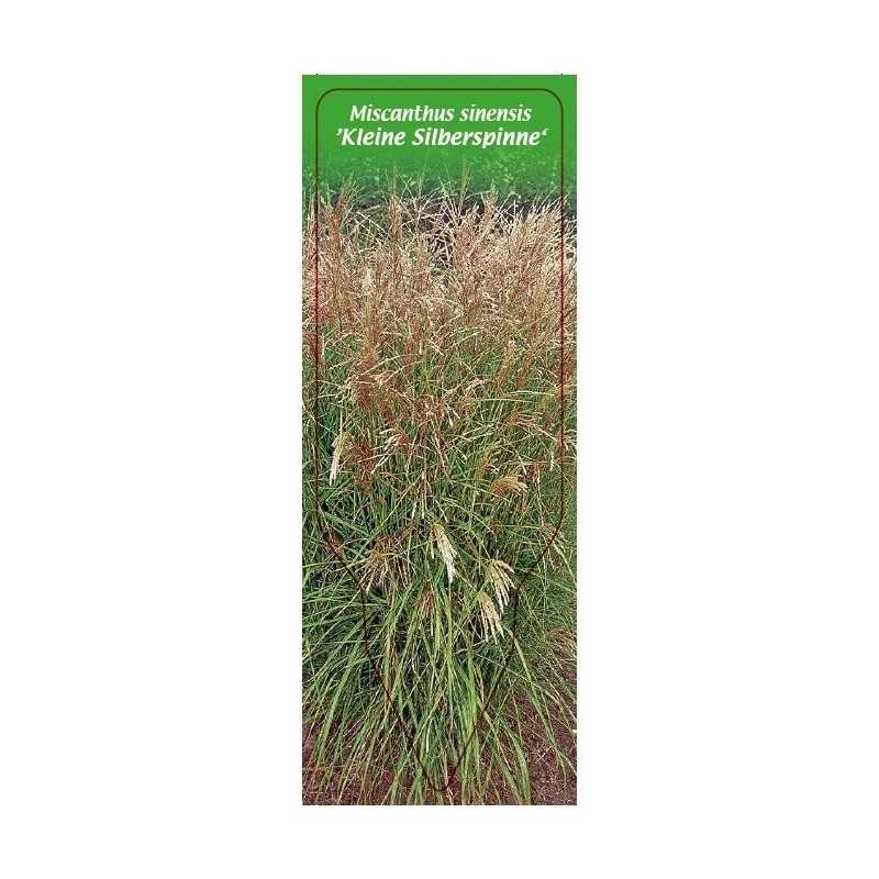 miscanthus-sinensis-kleine-silberspinne-1