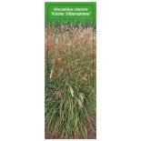 miscanthus-sinensis-kleine-silberspinne-1