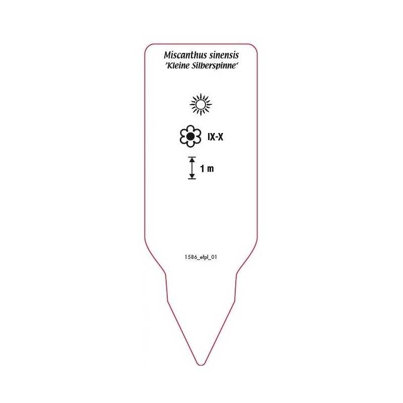 miscanthus-sinensis-kleine-silberspinne-0