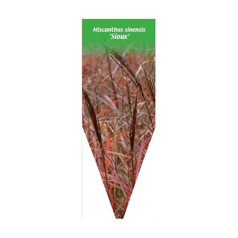 miscanthus-sinensis-sioux-1