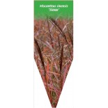 miscanthus-sinensis-sioux-1