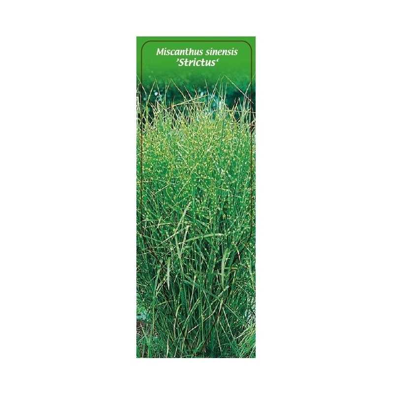 miscanthus-sinensis-strictus-1