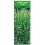 miscanthus-sinensis-strictus-1