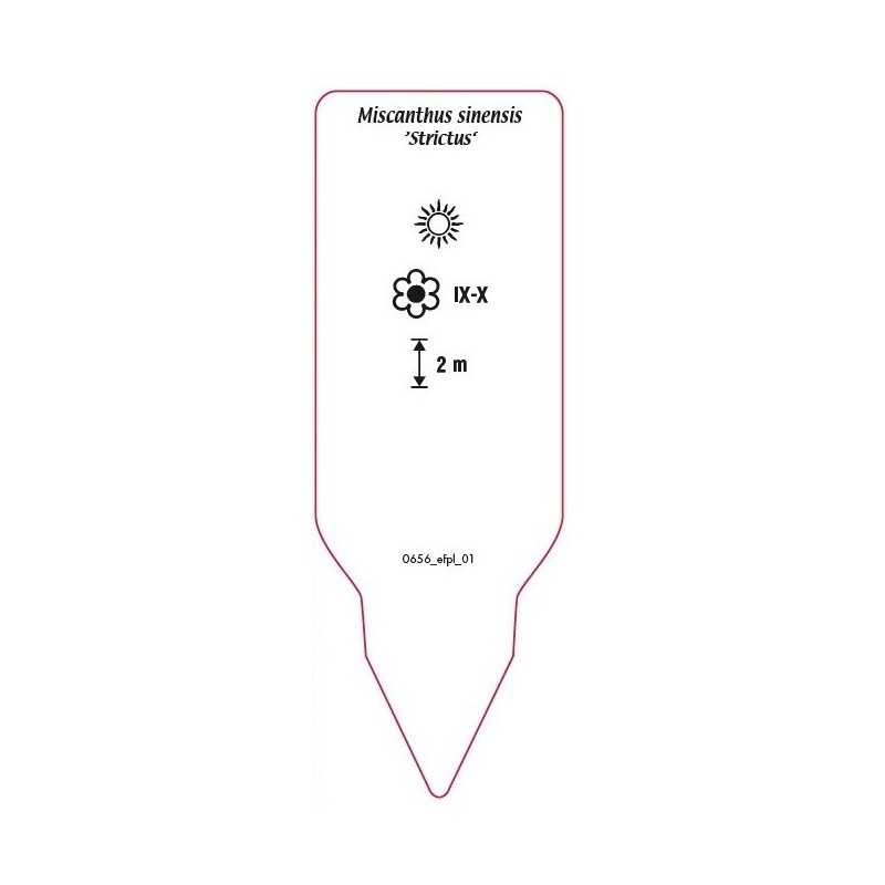 miscanthus-sinensis-strictus-0