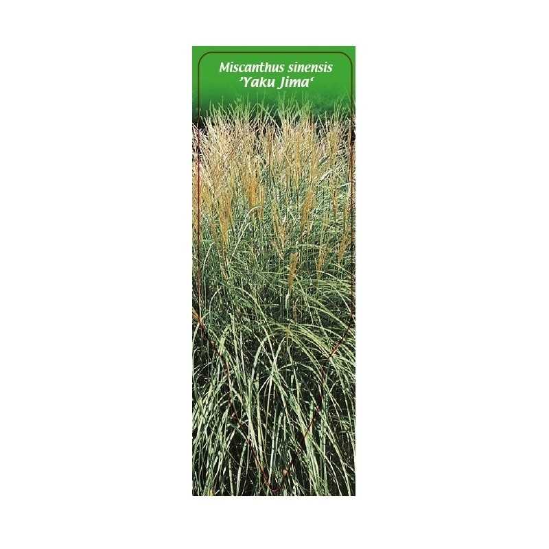 miscanthus-sinensis-yaku-jima-1