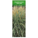 miscanthus-sinensis-yaku-jima-1