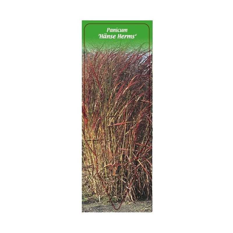 panicum-virgatum-hanse-herms-1