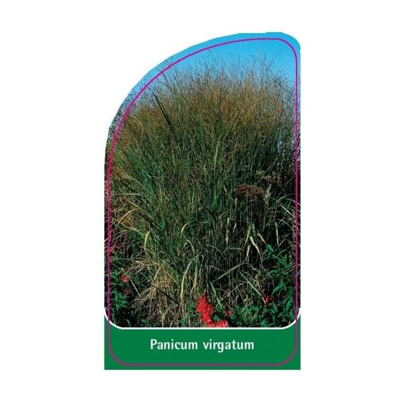 panicum-virgatum-a1