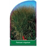 panicum-virgatum-a1