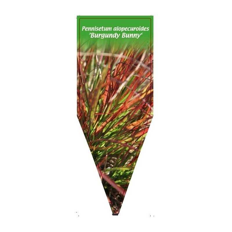 pennisetum-alopecuroides-burgundy-bunny-1