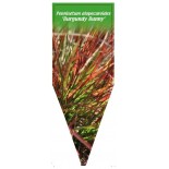 pennisetum-alopecuroides-burgundy-bunny-1