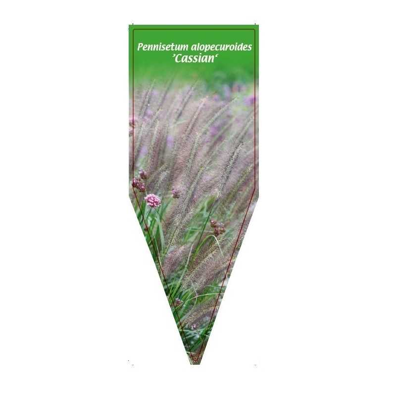 pennisetum-alopecuroides-cassian-1