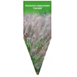 pennisetum-alopecuroides-cassian-1