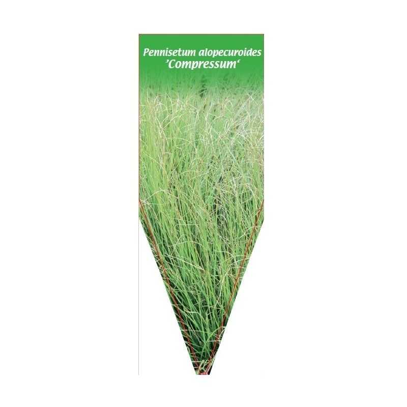 pennisetum-alopecuroides-compressum-b1