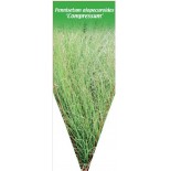 pennisetum-alopecuroides-compressum-b1