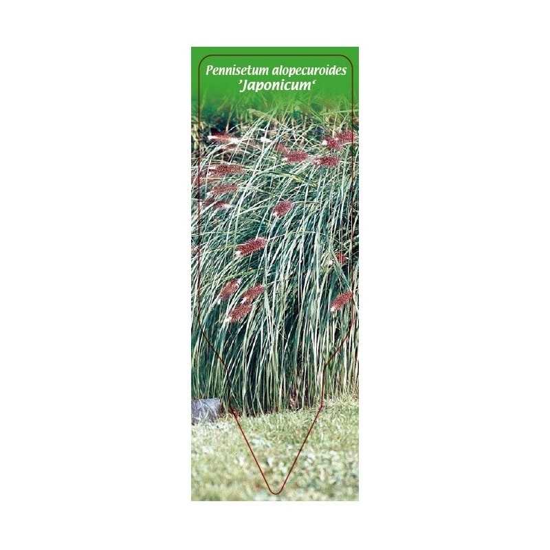 pennisetum-alopecuroides-japonicum-1