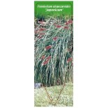 pennisetum-alopecuroides-japonicum-1