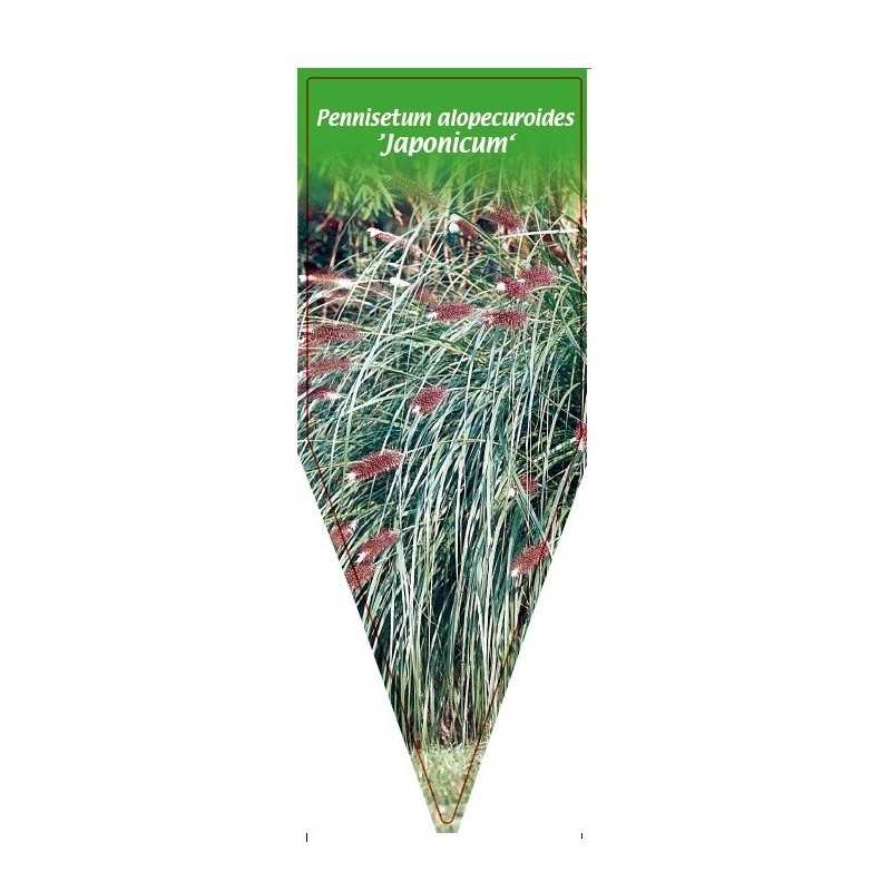 pennisetum-alopecuroides-japonicum-b1