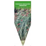 pennisetum-alopecuroides-japonicum-b1