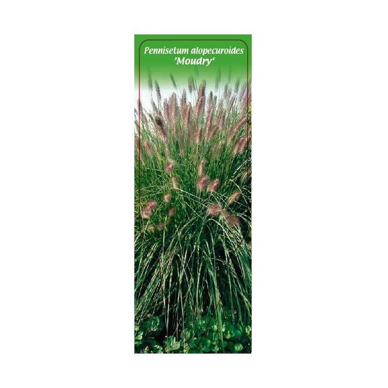 pennisetum-alopecuroides-moudry-1