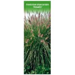 pennisetum-alopecuroides-moudry-1