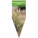 pennisetum-alopecuroides-moudry-b1