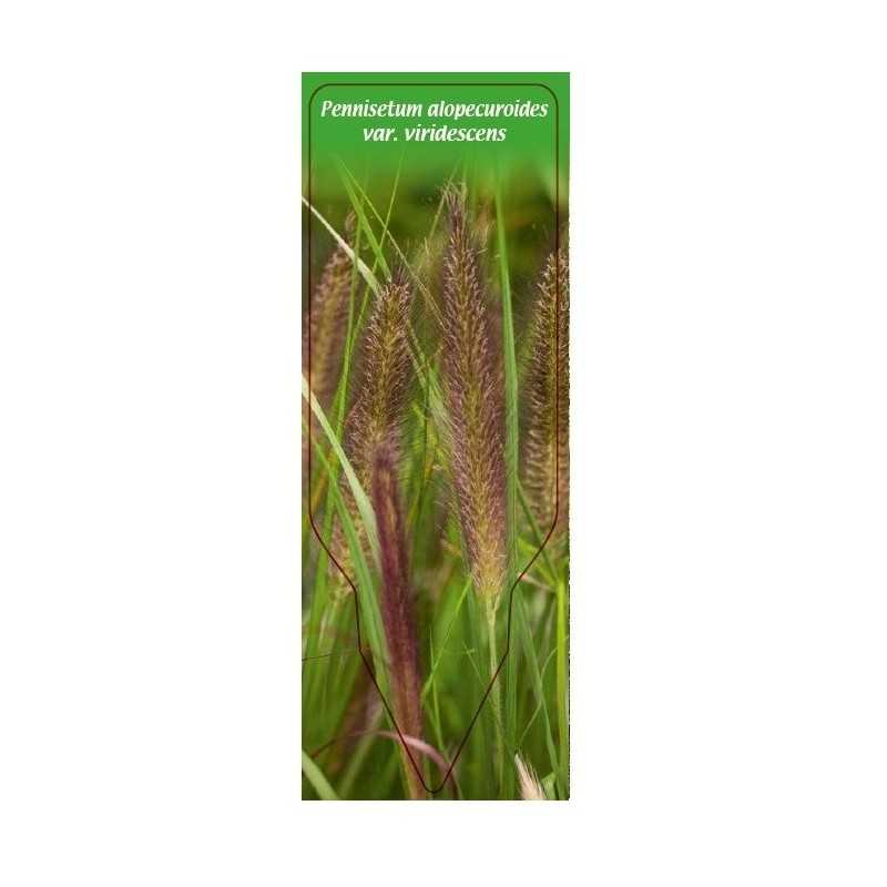 pennisetum-alopecuroides-var-viridescens1